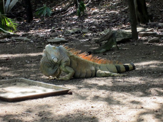 Angel & Stephanie's Dive Trip to Isla de Roatan, October 2014